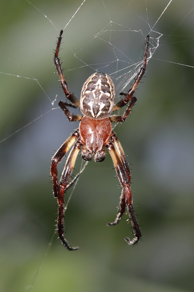 Larinioides cornutus....maschio?